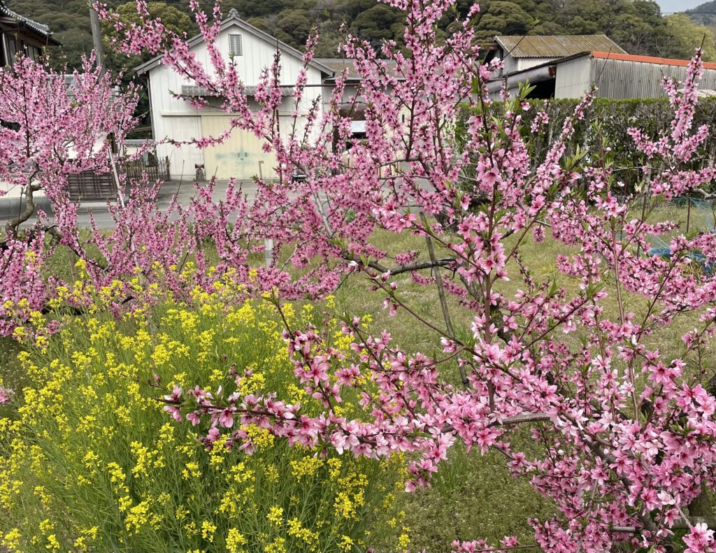 満開の桃の花