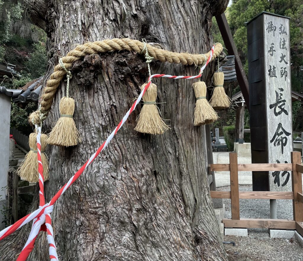 弘法大師お手植えとされる大杉