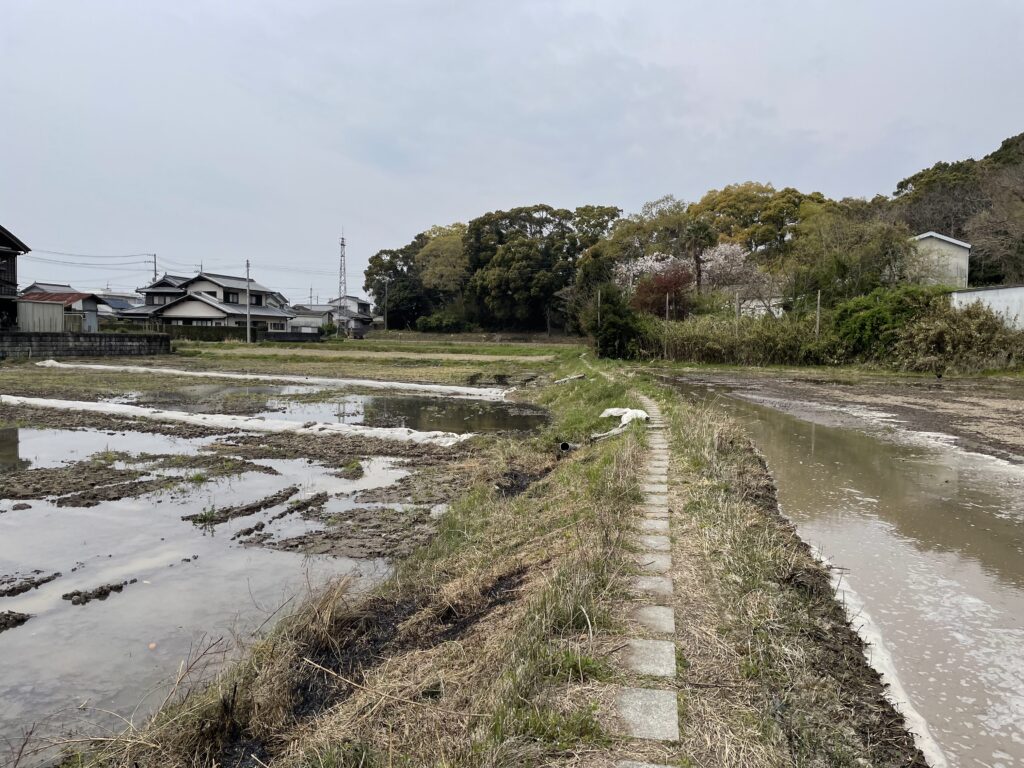 金泉寺へと続く畦道。正面の森が金泉寺境内。