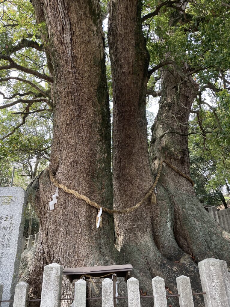 岡上神社の大楠