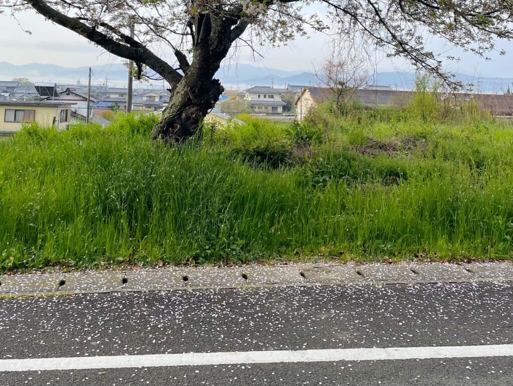 昨晩の雨で地面に散ってしまった桜