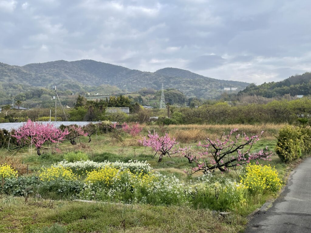 春爛漫（萌える山を背景に、桃と菜の花の共演）