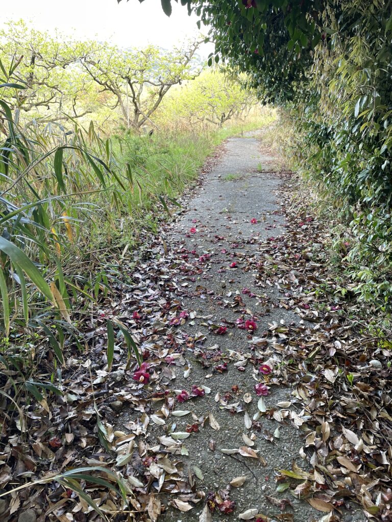 道に散る山椿