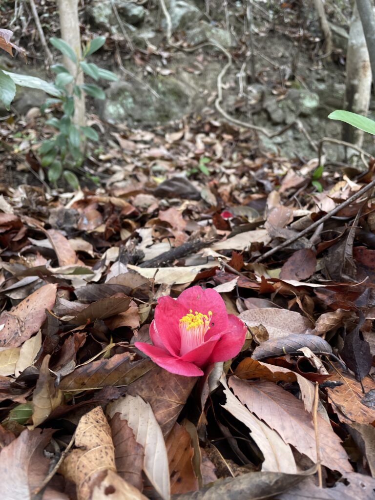 散ったばかりと思われる山椿