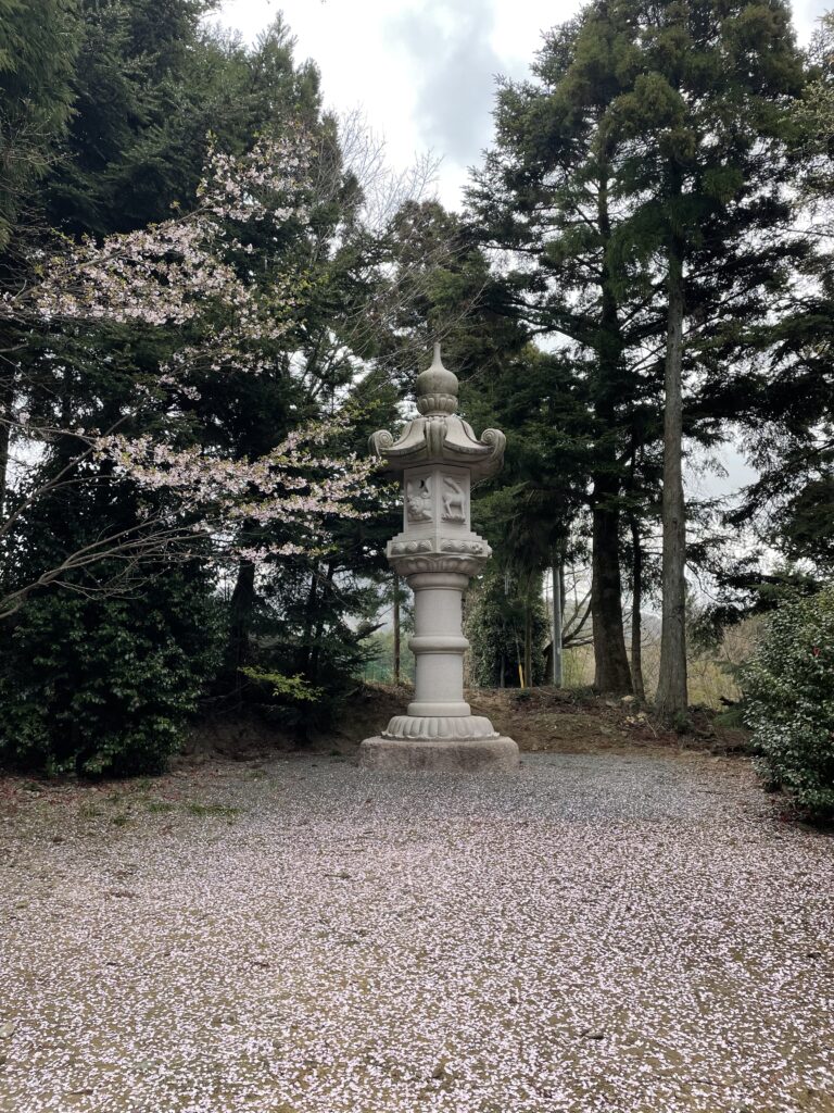 石灯籠と桜の絨毯