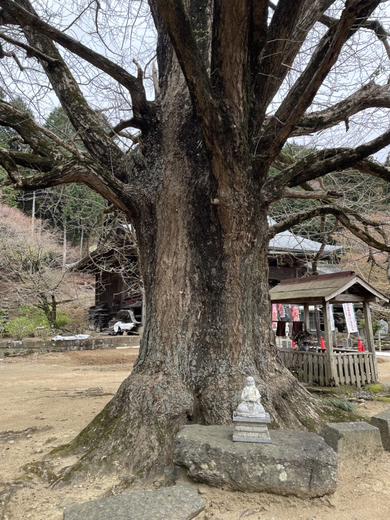 境内の大銀杏
