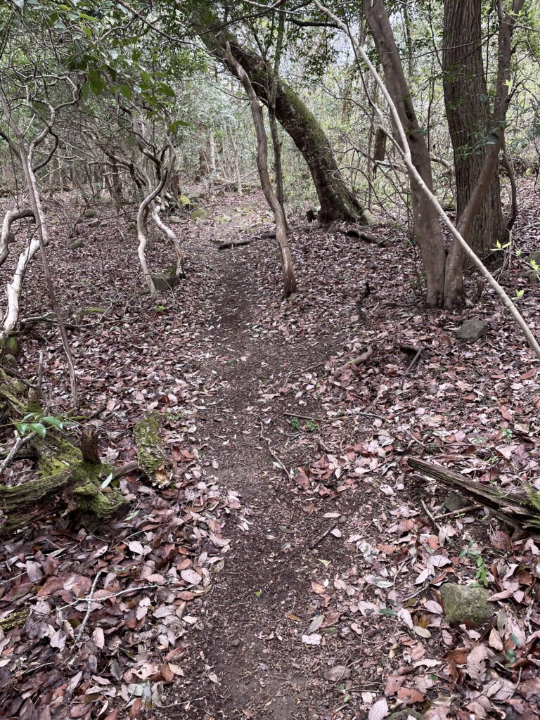平らな場所は却って道が分かりにくい。土が見えるまで落ち葉を避けてくれている。