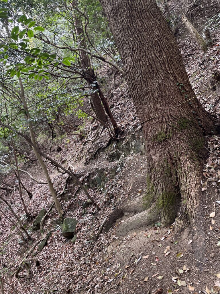 木の根っこを越えていく。ロープがないと谷側に体が持っていかれてしまう