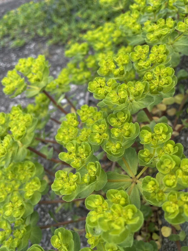 「トウダイグサ」