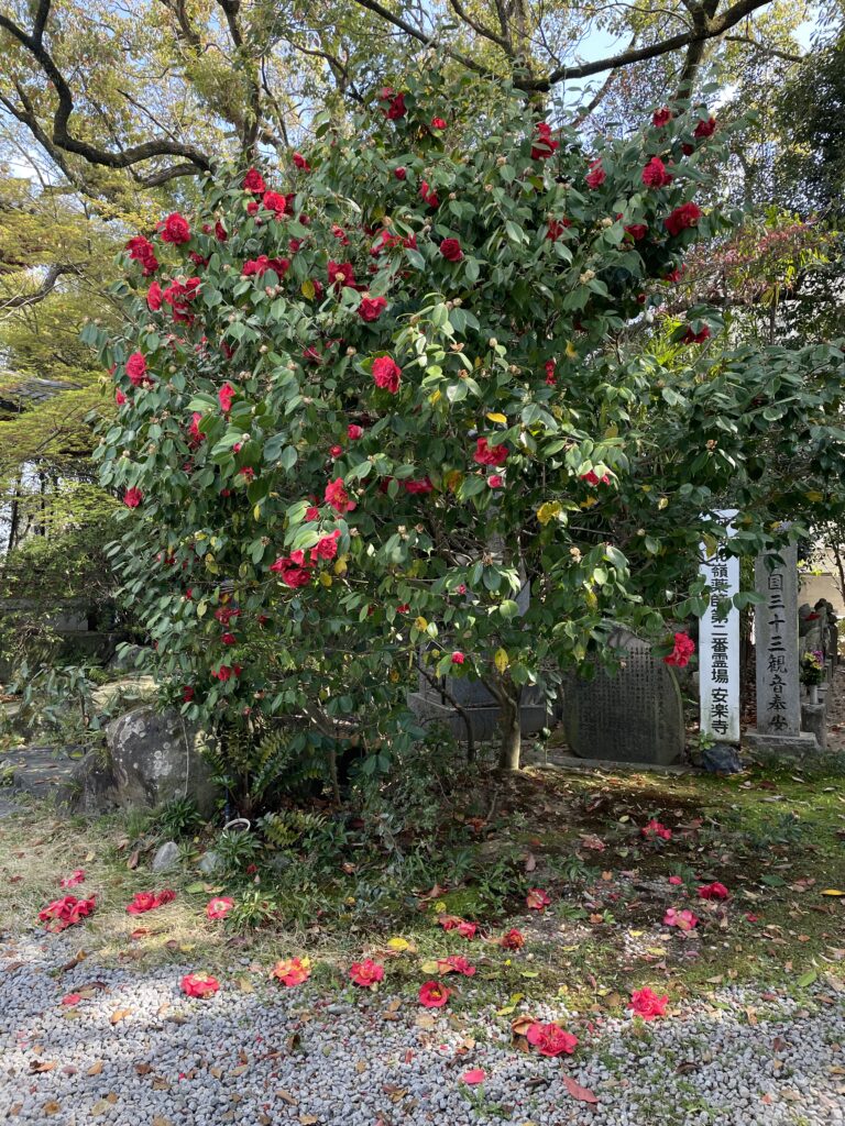６番札所・安楽寺の椿