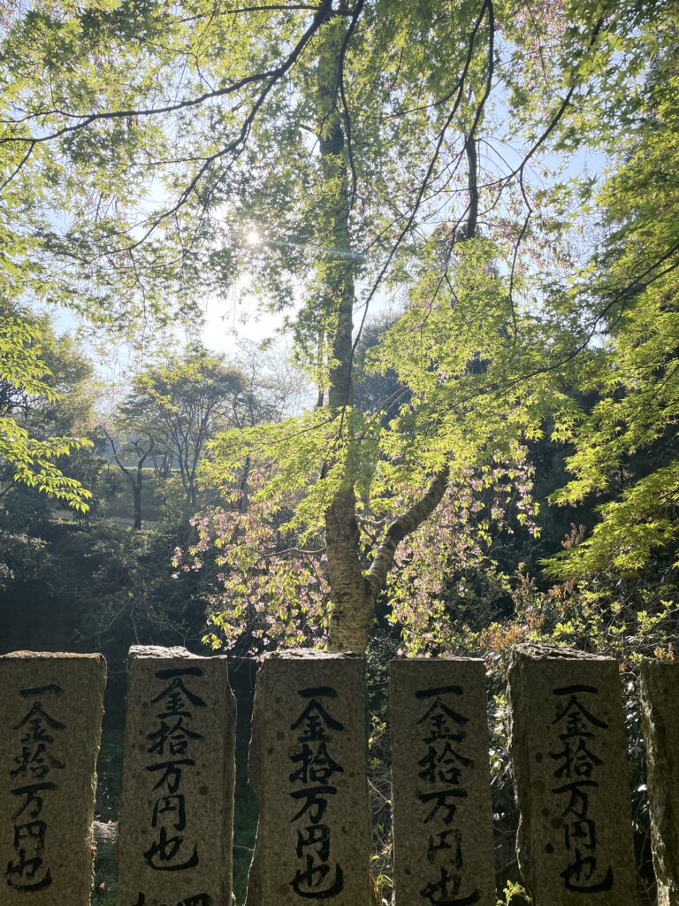 もみじの新緑と葉桜