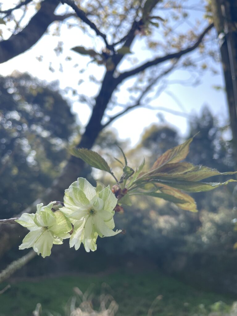 黄緑色の花びらの桜
