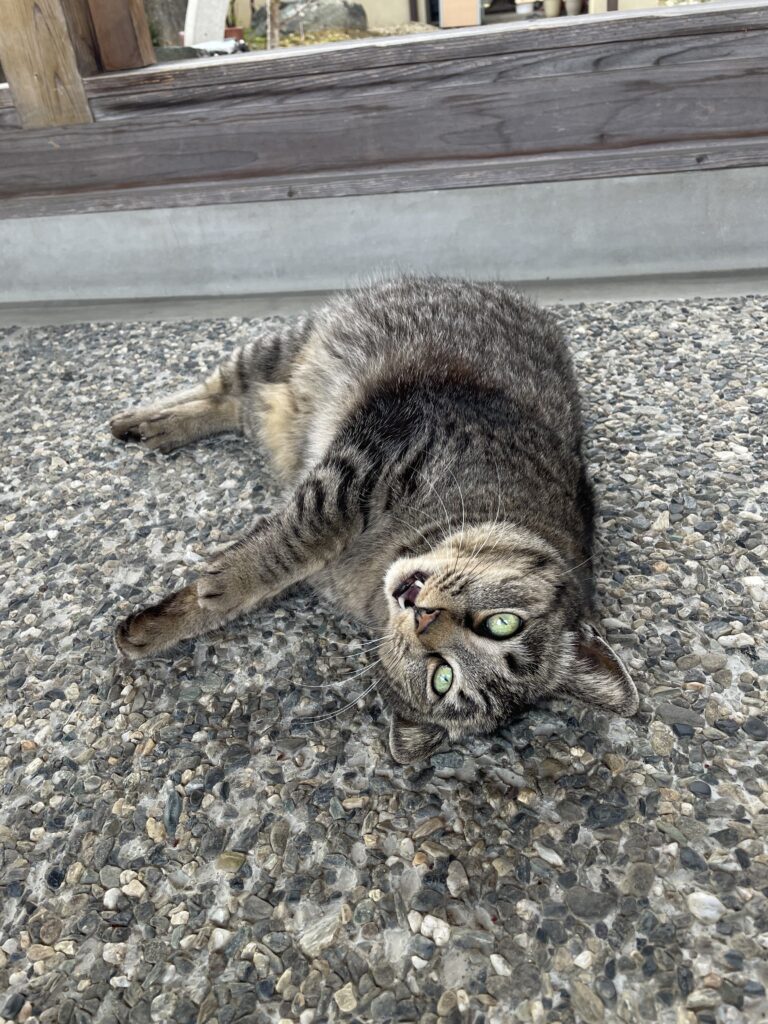 境内で愛嬌を振りまいていたにゃんこ