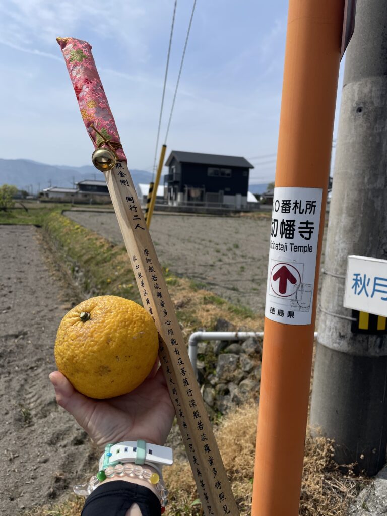 採れたての甘夏をいただいた