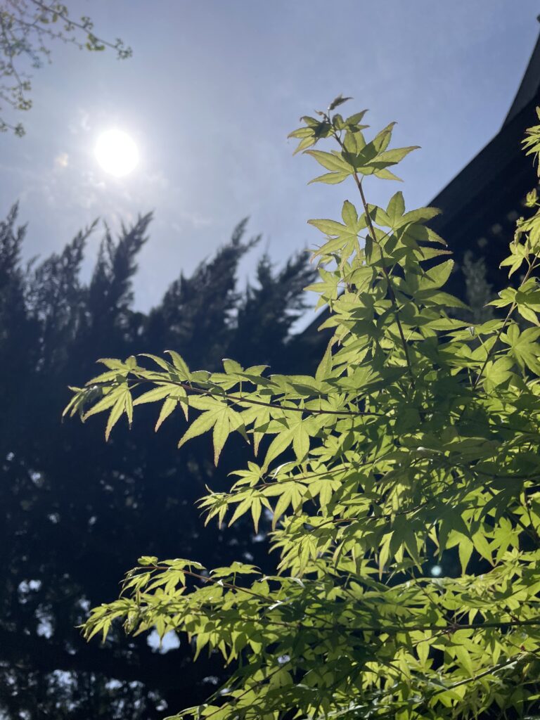 青い空ともみじの新緑