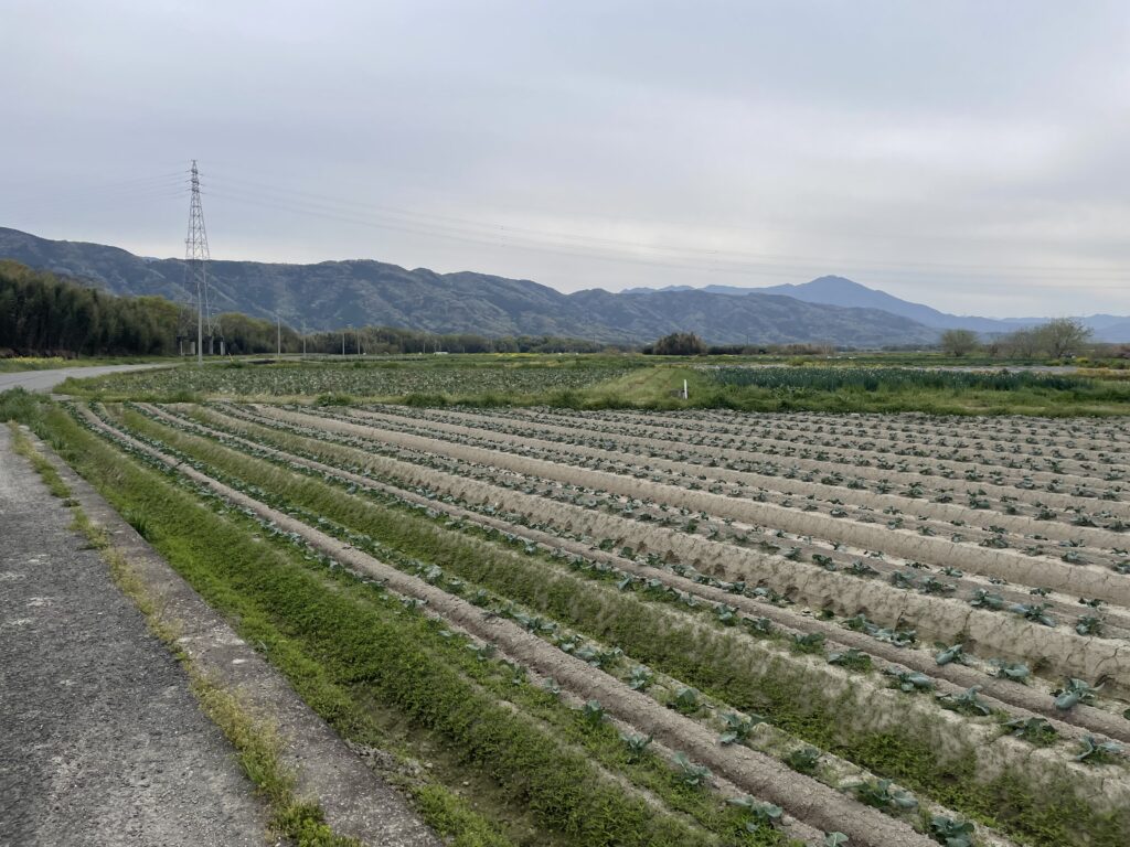 善入寺島の広大な畑地帯
