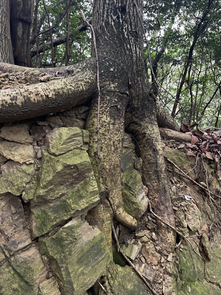 岩に木の根が貫通している