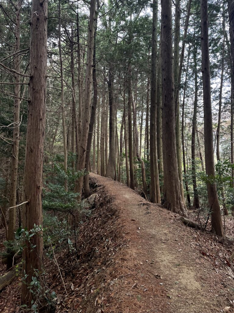 なだらかで快適な尾根道