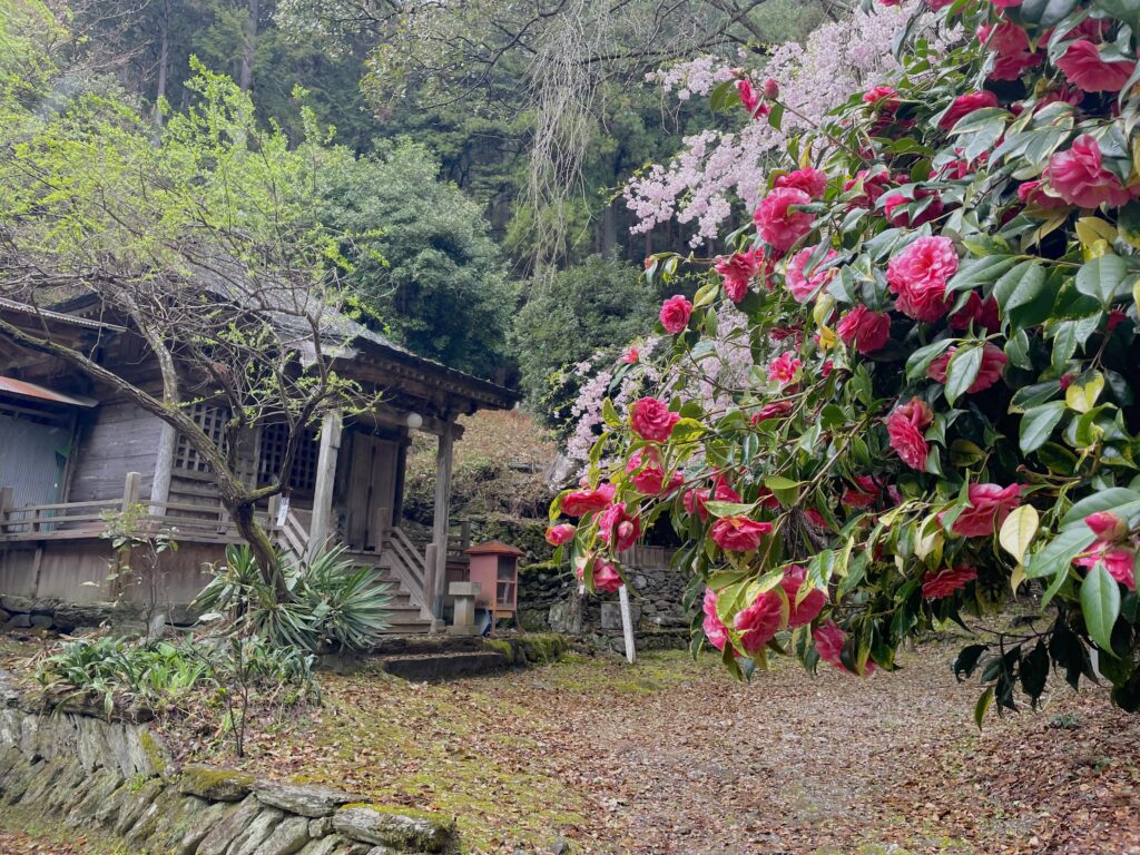 満開の桜と椿（柳水庵）