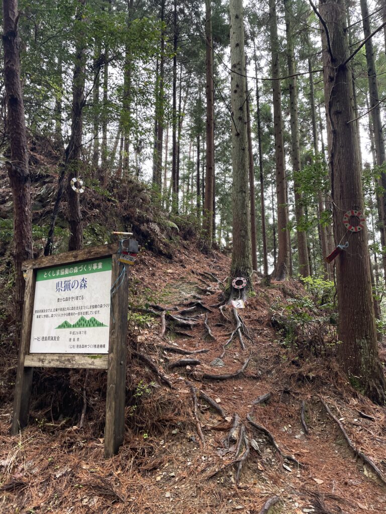 杉の根っこが這う傾斜を下る