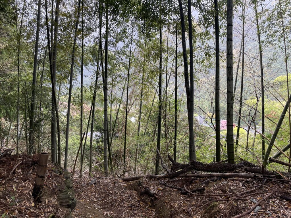 木々の向こうに集落が見える