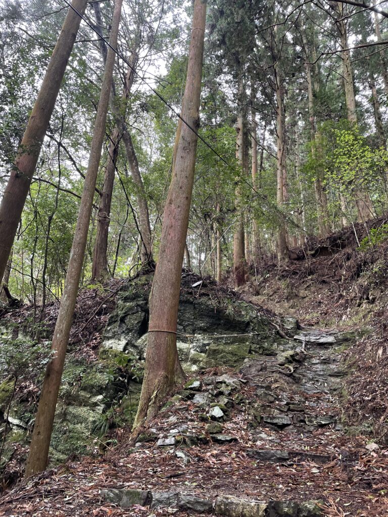 初めて見るトラロープ