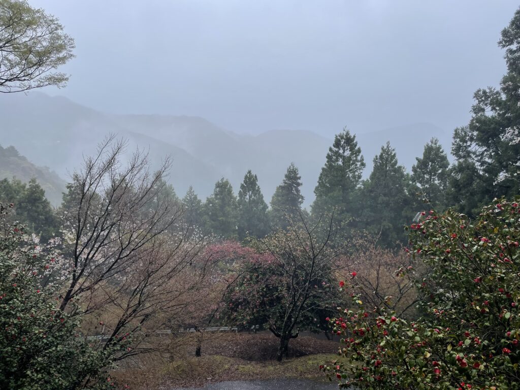 手前に桜、奥には雨に霞む山々が見える