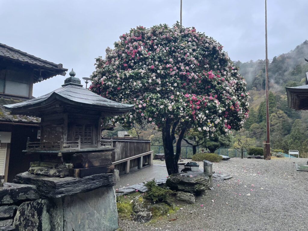 焼山寺境内の椿