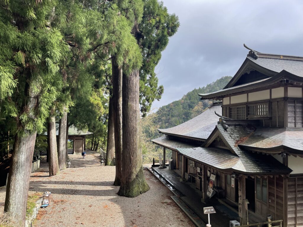 日が差して杉並木が影を落とす