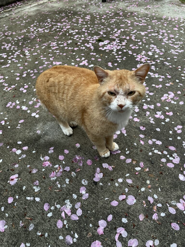 店番のにゃんこ。桜の花びらをバックに。