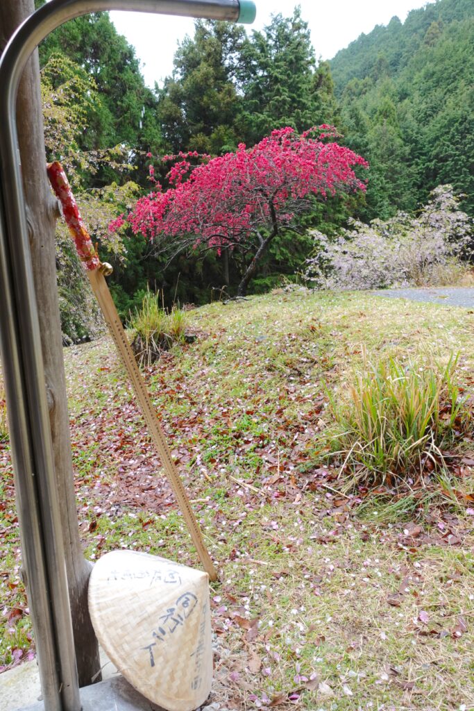 休憩所の庭にも花が咲いていた