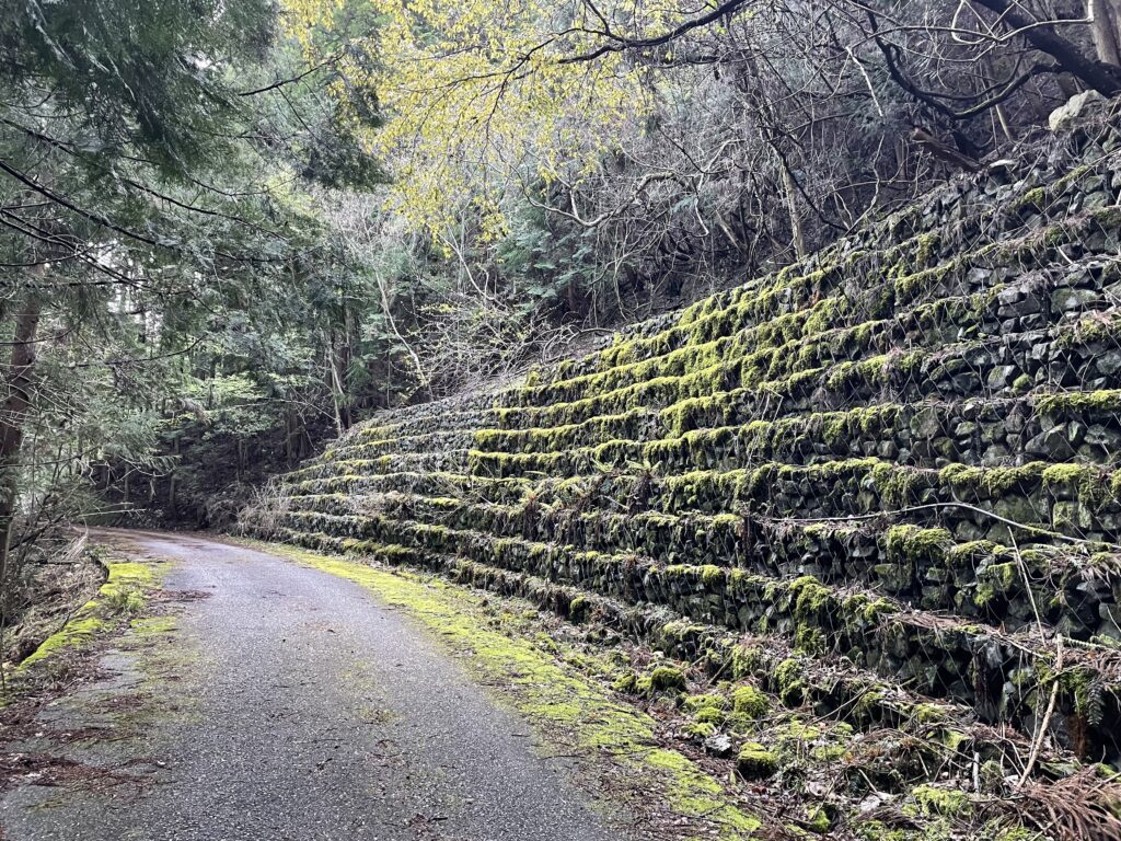 路肩や擁壁が苔むしている道