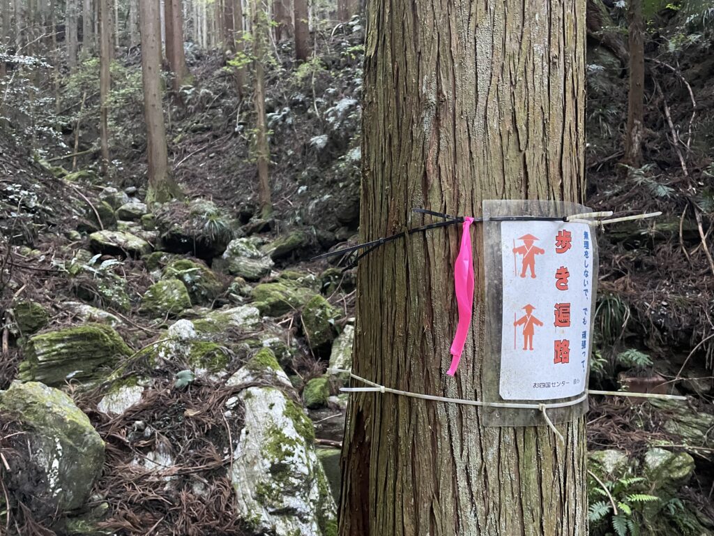 目印のピンクテープ