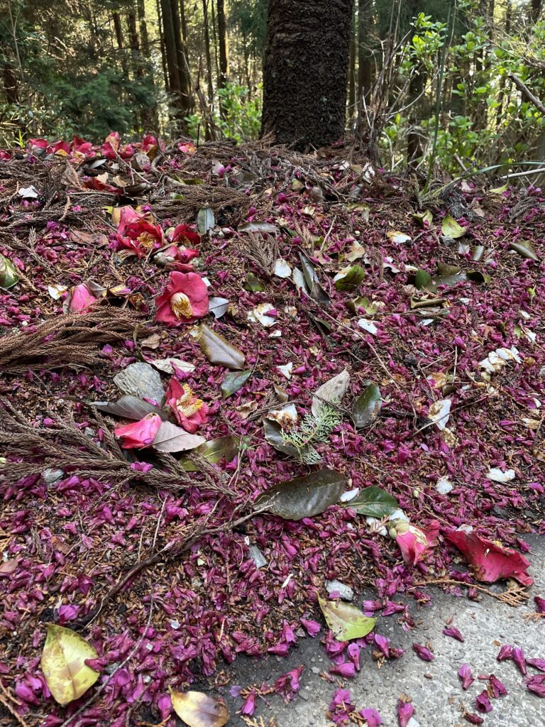 まるでピンクの絨毯
