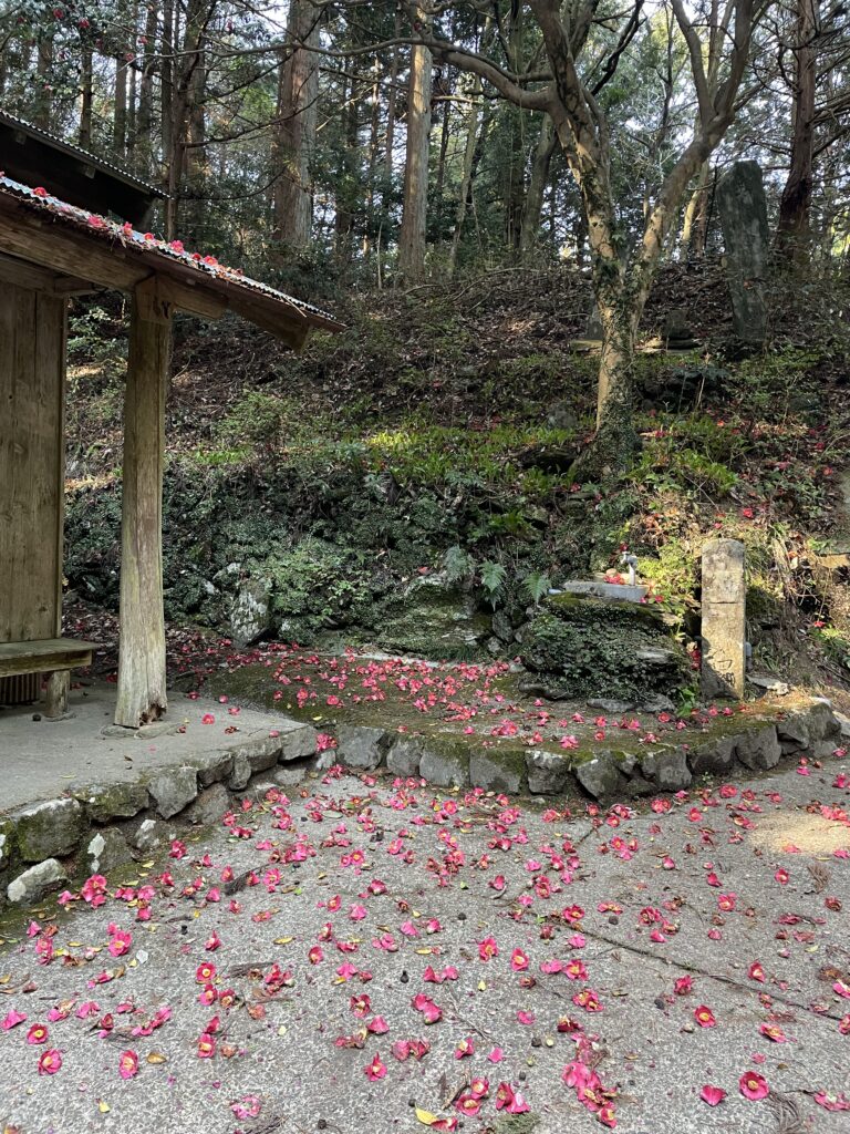 庵を囲むように椿が落ちている