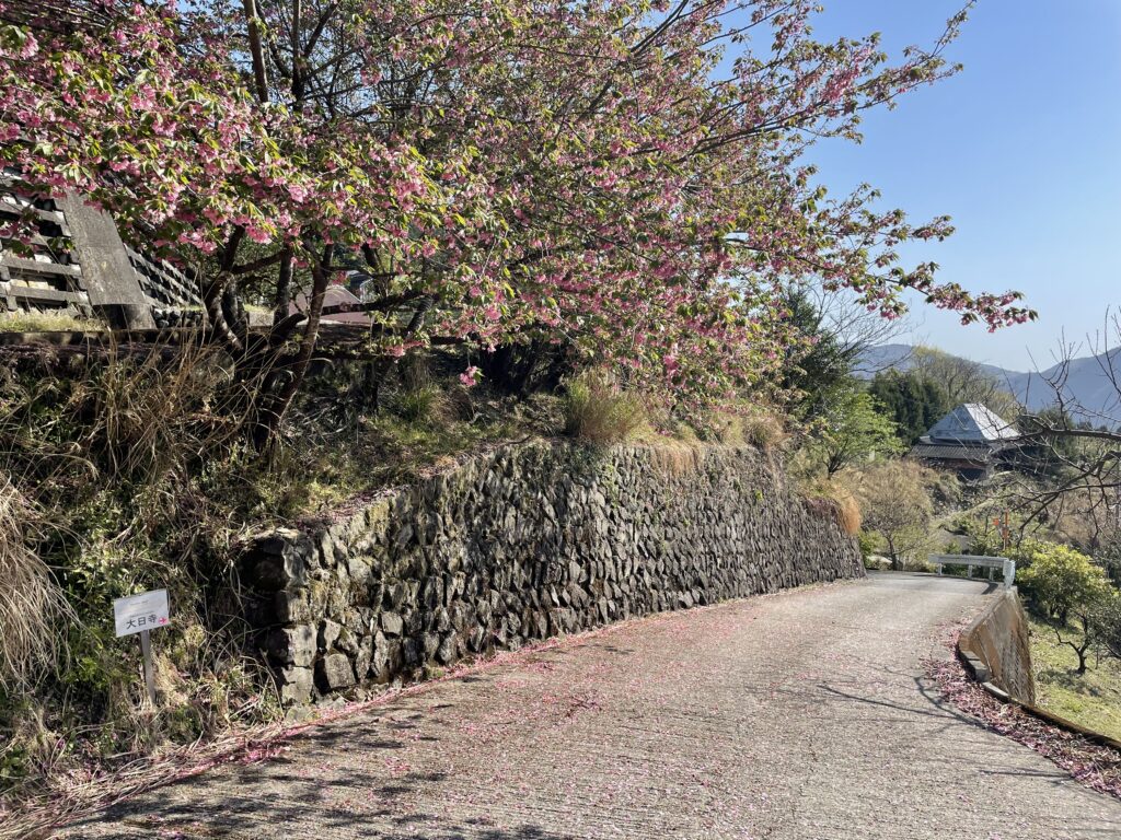 道路を花びらで埋める八重桜