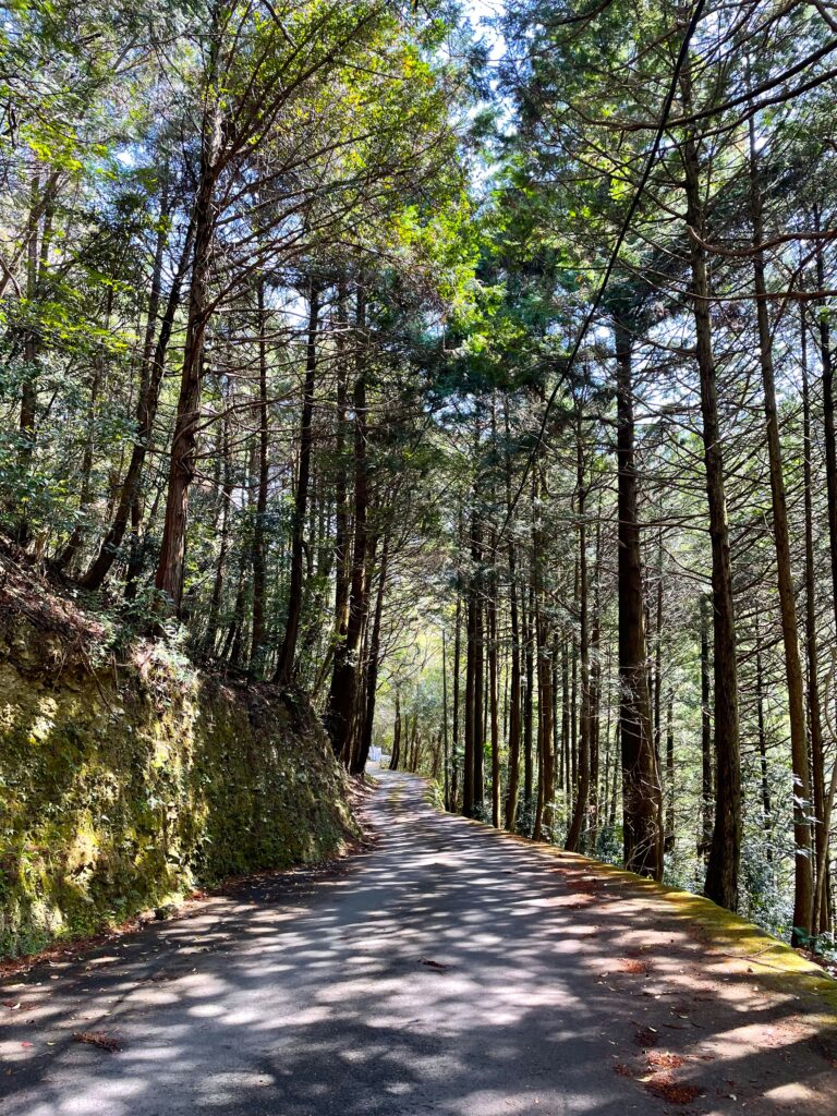 木漏れ日の下を歩く