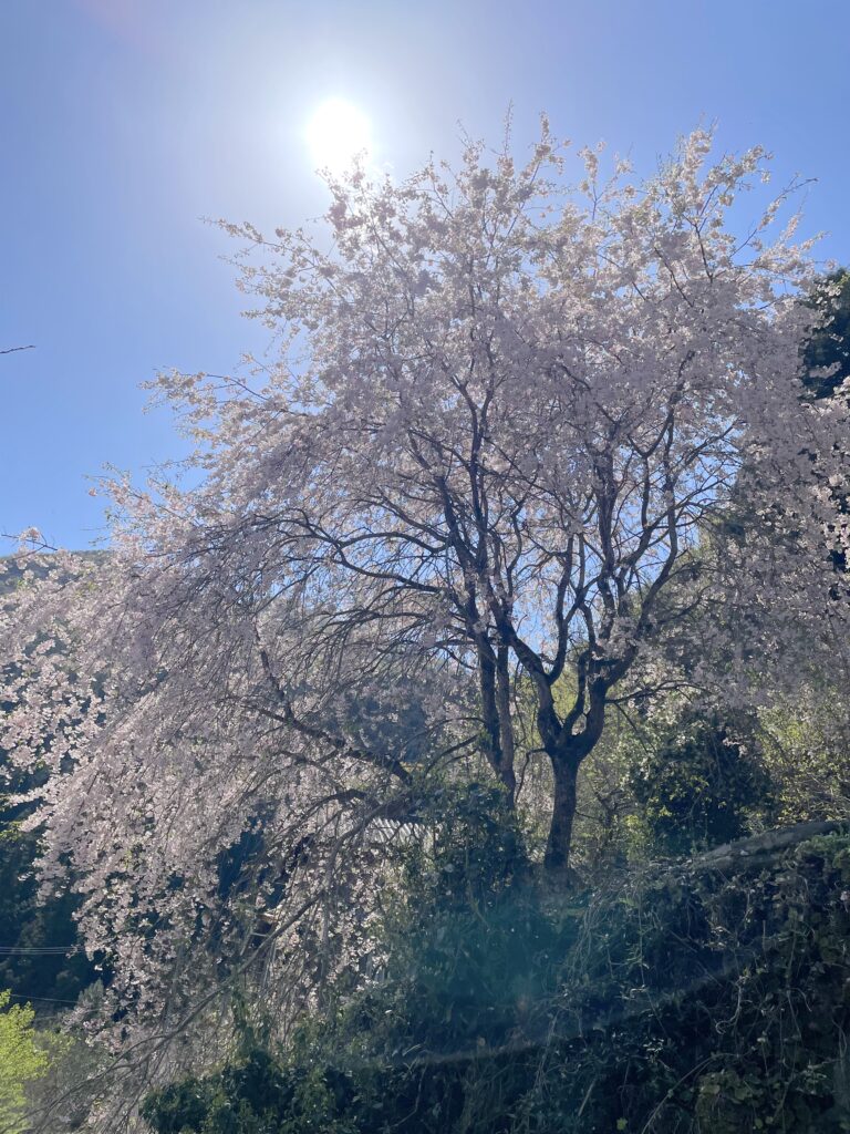 桜の大木から花びらが舞い落ちる