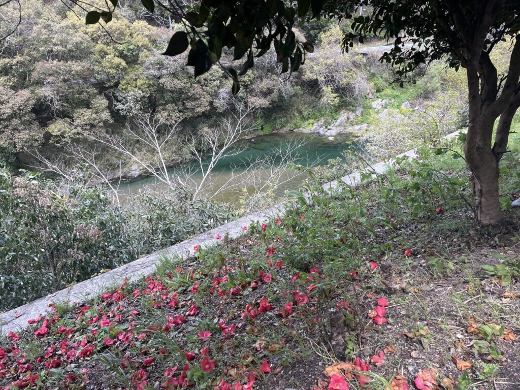 川の土手にも椿の彩り