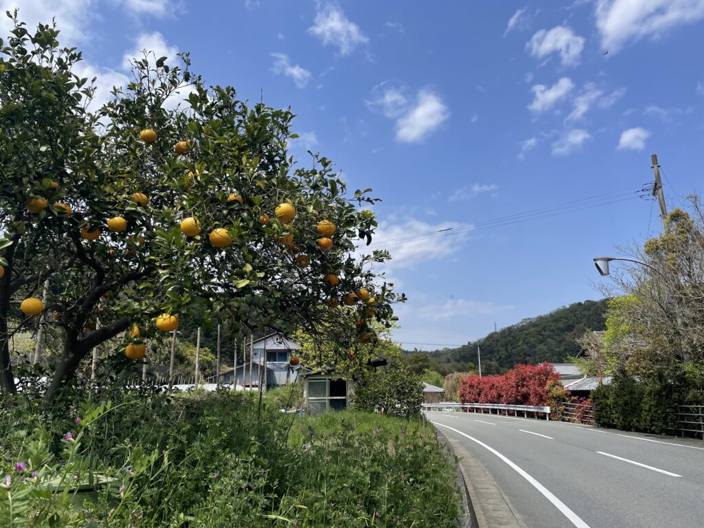 沿道にはっさく（？）が鈴なり