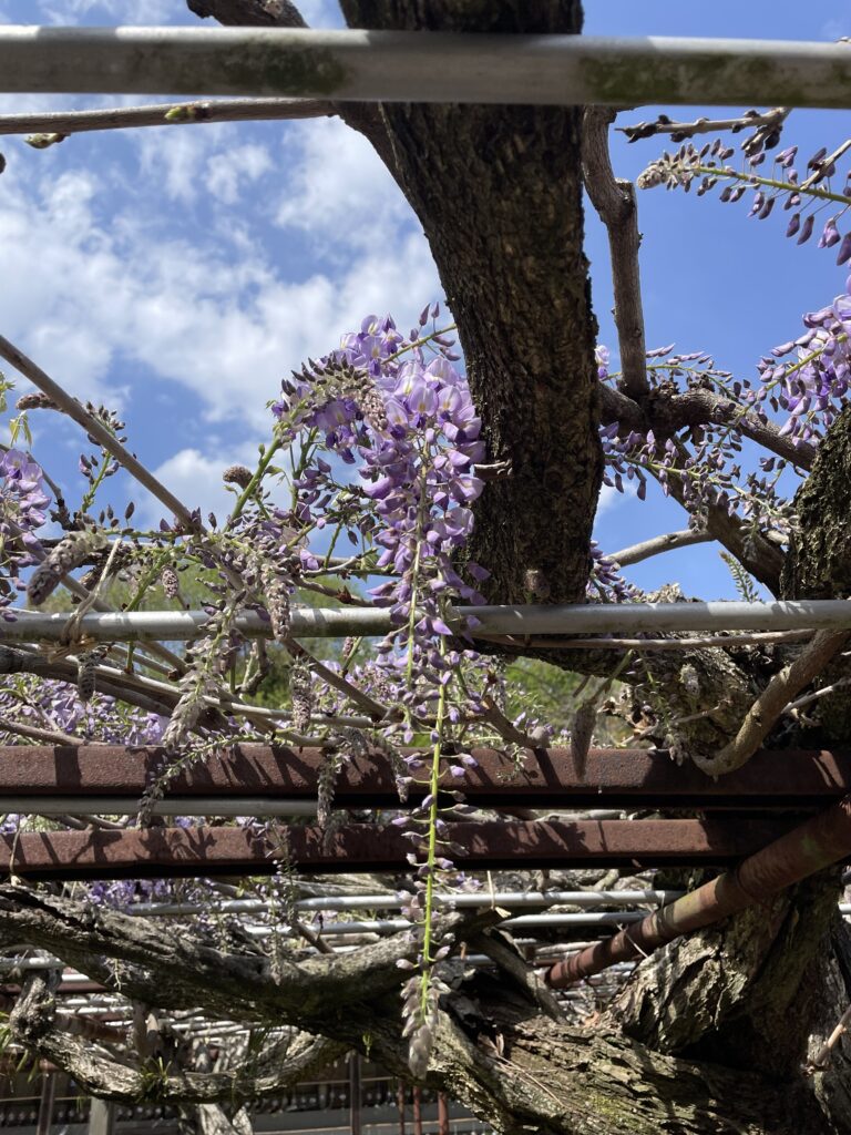 藤棚は３分咲き