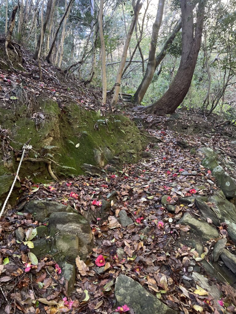 椿とトラロープ