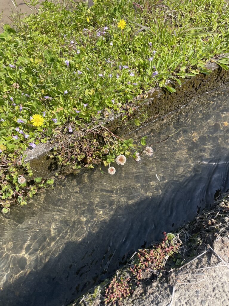 水路とたんぽぽ