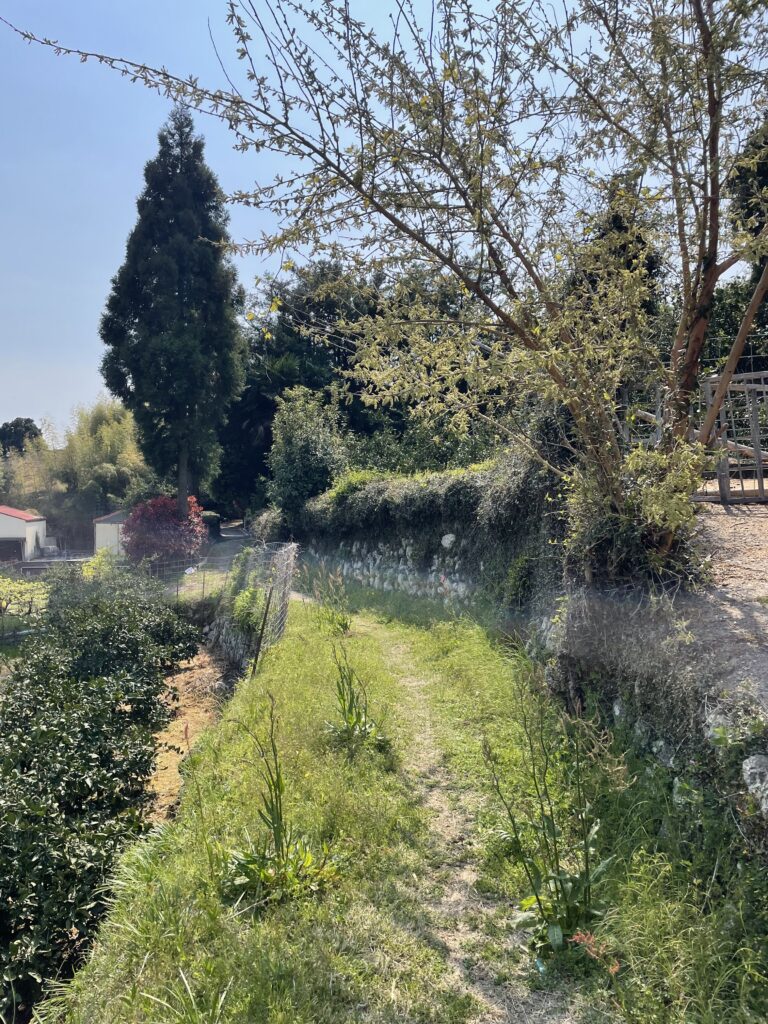 民家とみかん畑の間を通る