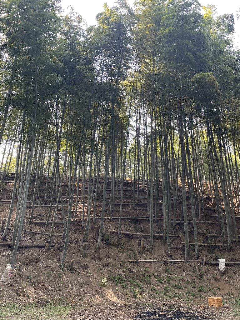 整然と並ぶ竹林