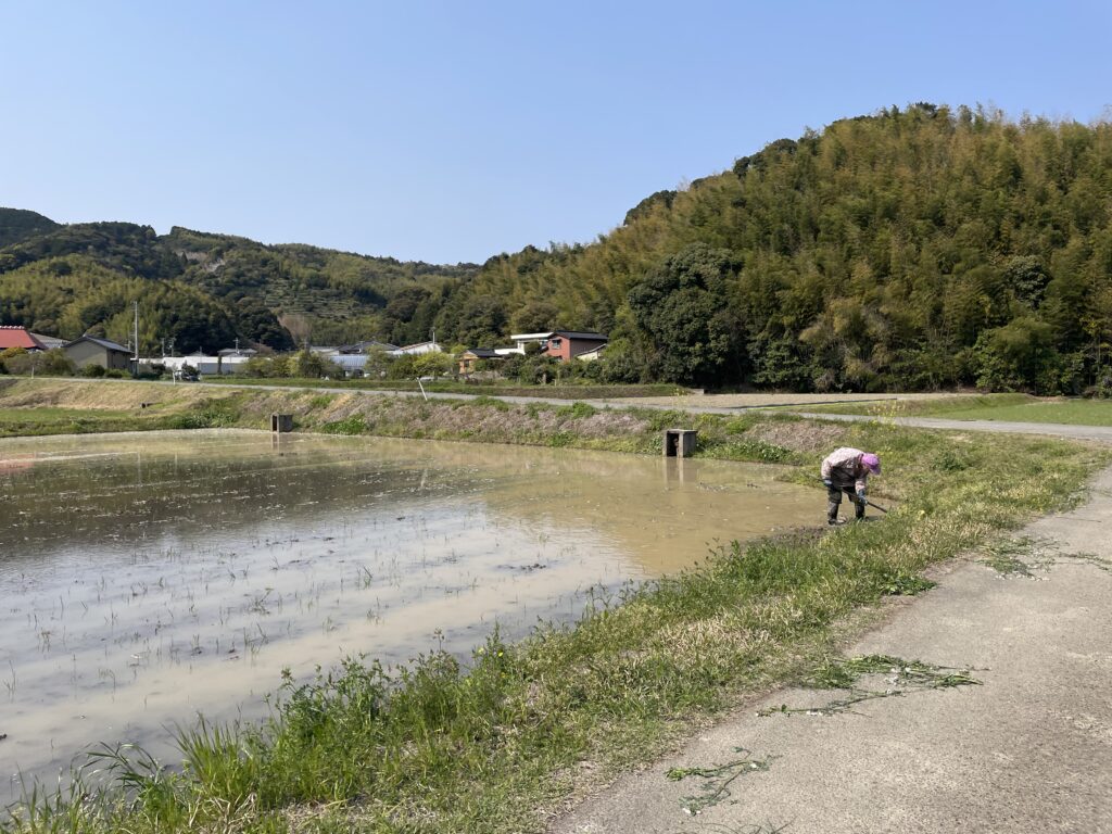 田んぼのメンテをするおばあちゃん