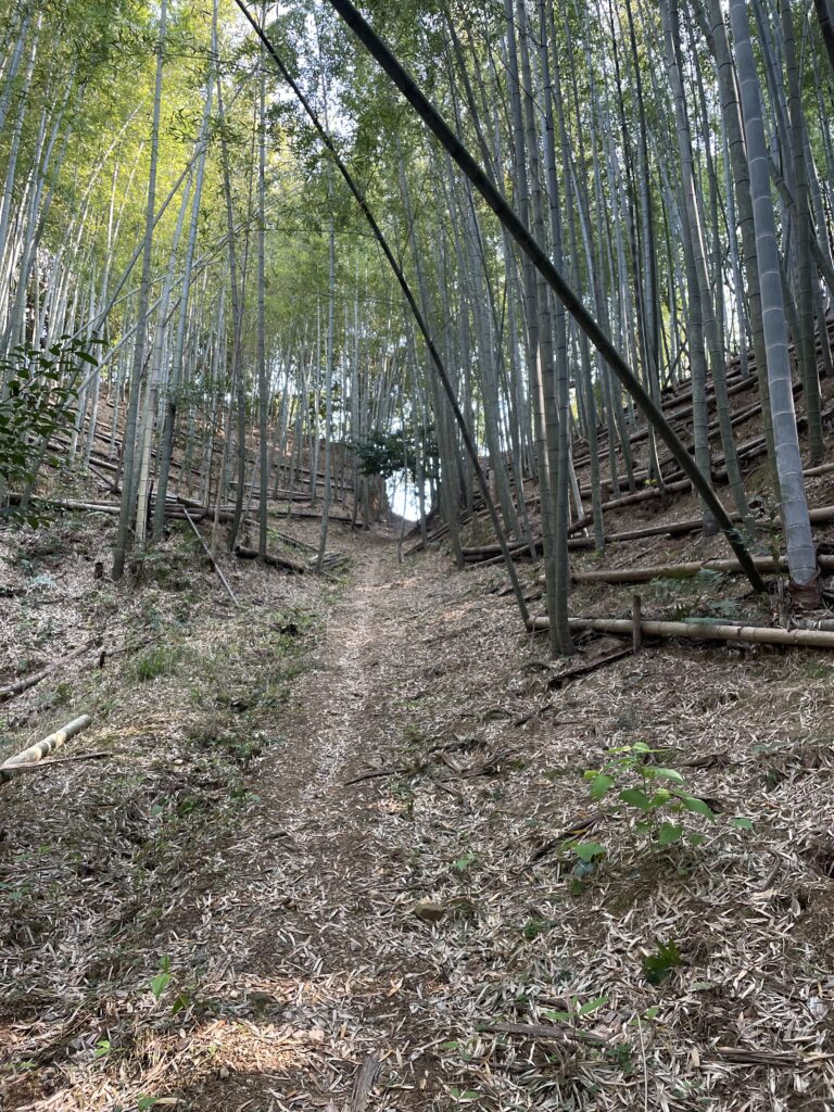 竹林の切り通し