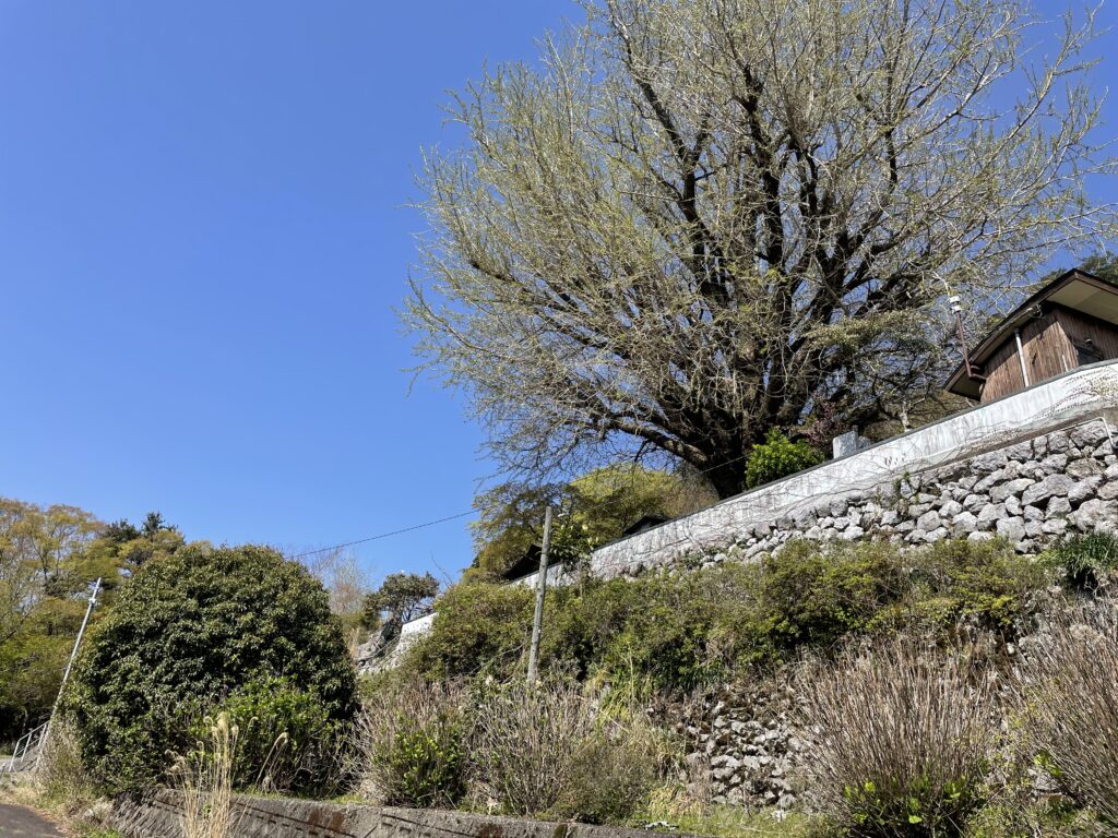 シンボルツリーの銀杏