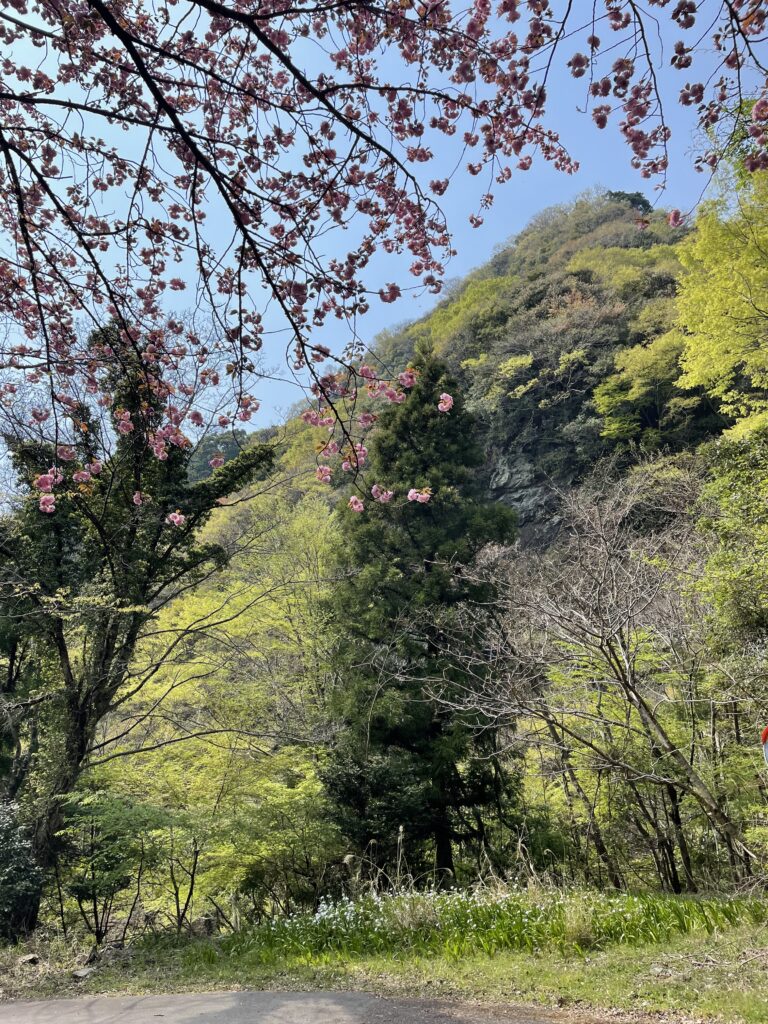 八重桜