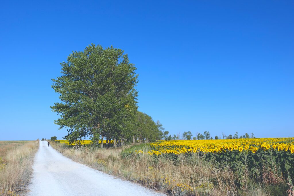 フランスの道（ひまわり畑）